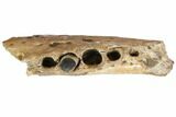 Cretaceous Crocodilian Jaw Section - Hell Creek Formation #144138-4